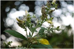 Crotalaria berteroana